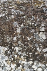 Rough stone texture with lichen spots vertical background