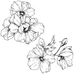 Vector Rosa canina flower. Black and white engraved ink art. Isolated rosa canina illustration element.
