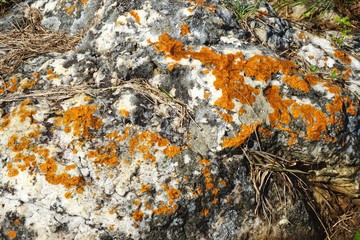Closeup of rough stone surface with colorful lichen horizontal background texture