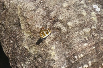 Camouflaged butterfly resting on rough gray stone background on a sunny day