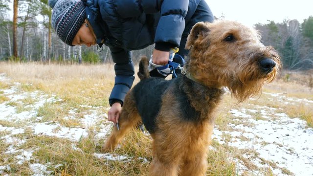 A young woman is combing a dog breed Airedale on the nature, before a walk in the woods.