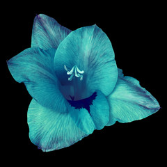 flower cerulean blue gladiolus isolated on black background. Flower bud close up. Nature.