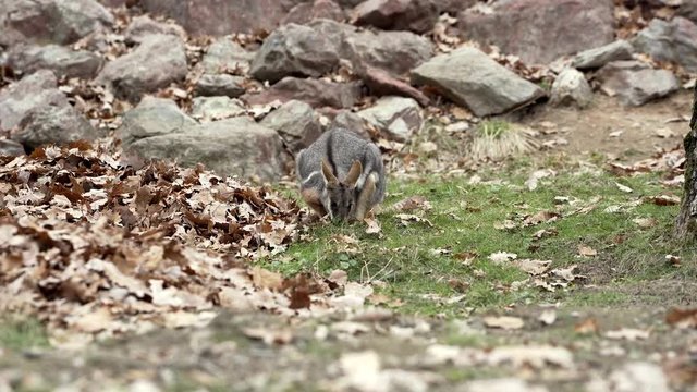 Close portrait of Yellow-footed rock-wallaby (Petrogale Xanthopus) in nature environment.