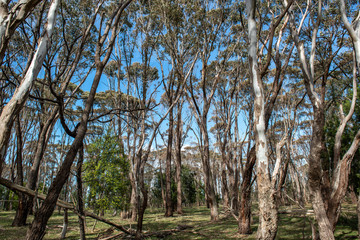Fototapeta premium Forest and blue sky