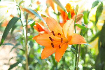 Beautiful orange Lilly flower in the garden background