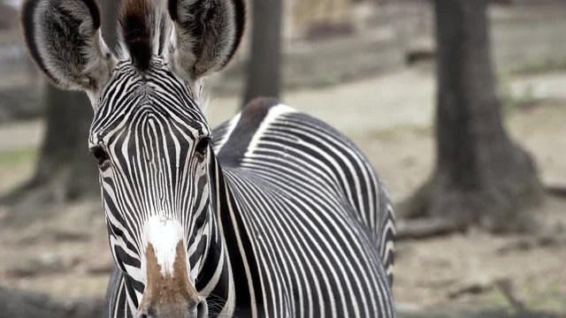 Close portrait of Grevy&acute;s Zebra (Zebra-de-Grevy / Equus grevyi).