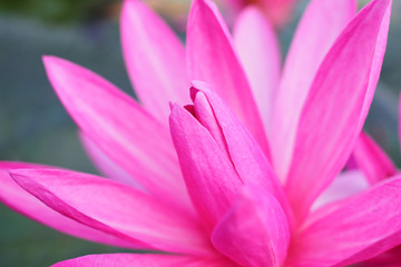 Closeup pink lotus for background, soft focus