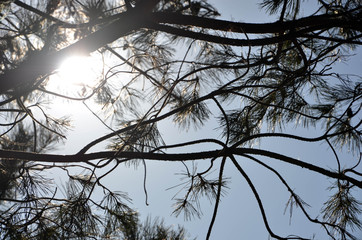 branches of a tree