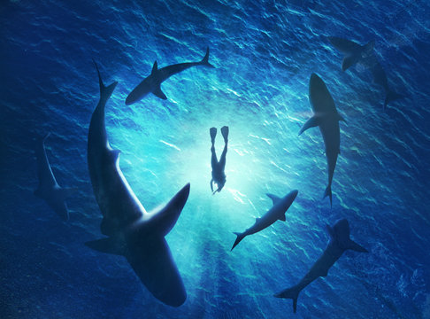 Illustration of sharks forming a circle under a man in water