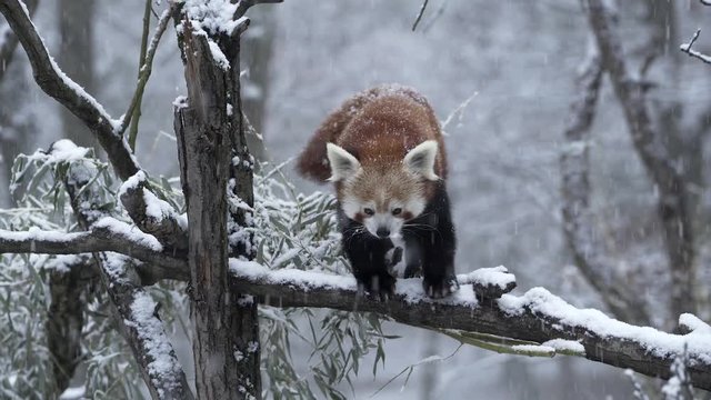 Red panda, aka lesser panda, Ailurus fulgens, in a winter forest.