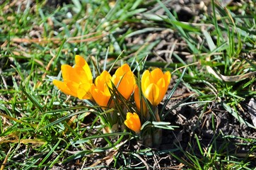 crocus in grass