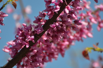 pink flowers in spring