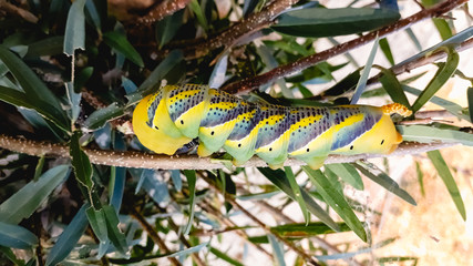 Acherontia atropos, Death's head hawkmoth, on the branches of a tree in the Albufera of Valencia, spanish.