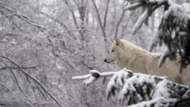 Arctic wolf (Canis lupus arctos) in the winter forest.
