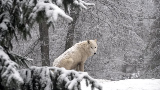 Arctic wolf (Canis lupus arctos) in the winter forest.