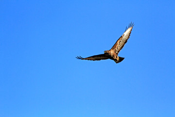 Fototapeta premium osprey in flight