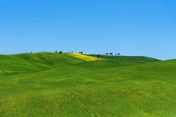 Beautiful rural landscape, cypress trees, green field and blue sky in Tuscany near Pienza. Spring in Tuscany, Italy.