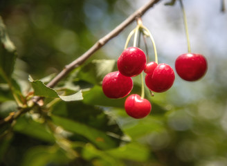 Obraz premium Ripening cherries on orchard tree