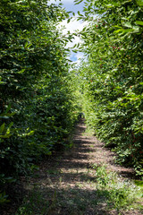 Ripening cherries on orchard tree