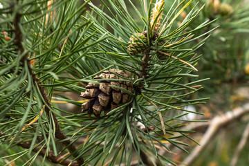 pine branch with a cone close-up