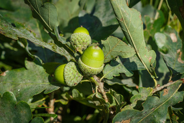 acorns on oak foliage background