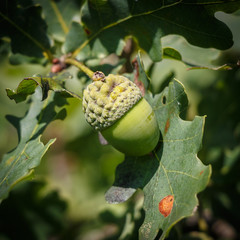 acorns on oak foliage background