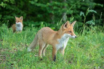 Naklejka na ściany i meble red fox cub vulpes vulpes