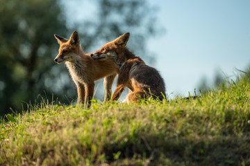 red fox cub vulpes vulpes