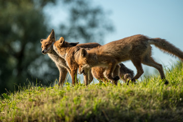 red fox cub vulpes vulpes