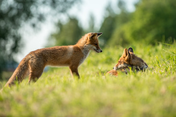 Obraz premium red fox cub vulpes vulpes