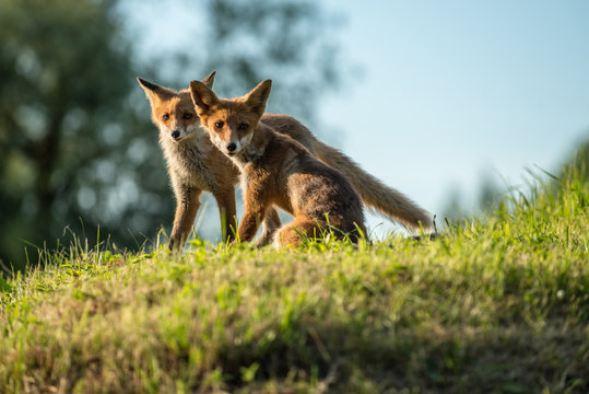 red fox cub vulpes vulpes