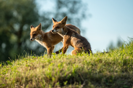 red fox cub vulpes vulpes