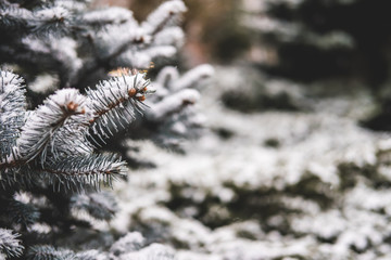 Spruce green twigs of an evergreen pine tree in the snow.