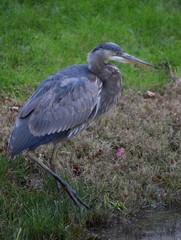 great blue heron water bird