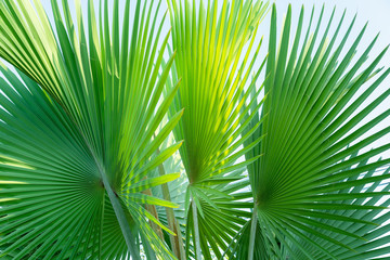 Obraz na płótnie Canvas Fiji fan palm, Pritchardia pacifica, Nature green leaves
