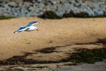 Fototapeta premium Flying