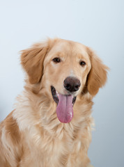 young dog breed hovawart blond beautiful red wool smart look guard service dedicated protector on a white background