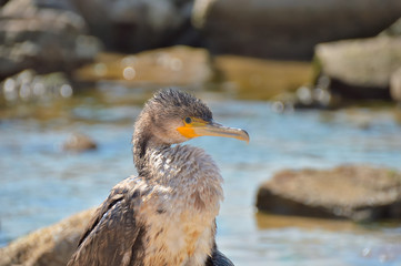 head, portrait of small Azov cormorant on the seashore,