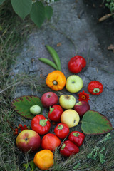 harvesting. autumn. Red pepper