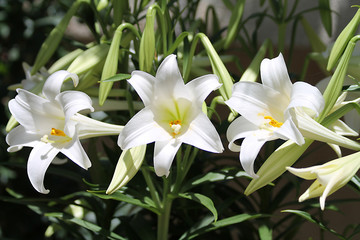 Obraz premium Three white lilies with yellow centers and green leaves
