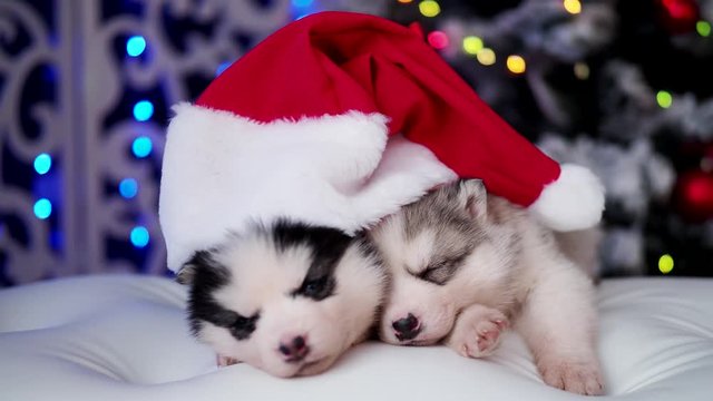 Two purebred little puppies in a red Santa hat are sleeping near the Christmas tree with a burning garland