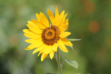 Yellow sunflower on a summer  sunny day