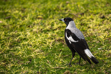 Obraz premium Bird
