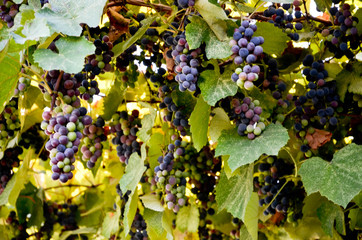 grapes on the vine