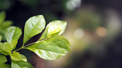 Green leaf background.