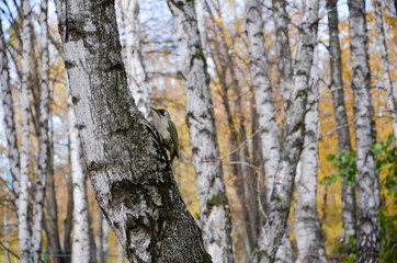 bark of a tree