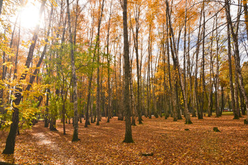Fototapeta premium forest in autumn