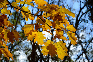 autumn leaves on tree