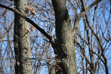squirrel on tree