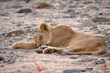 Fototapeta na wymiar schlafende löwin lake manyanara tansania